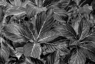 Full frame shot of leaves