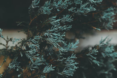 Close-up of christmas tree in snow