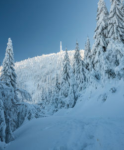 Snow covered trees against clear blue sky