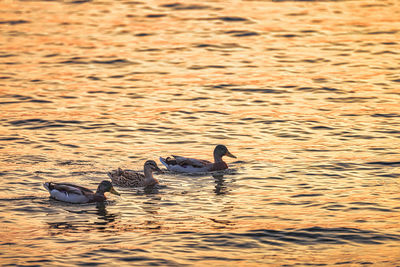 Duck swimming in lake