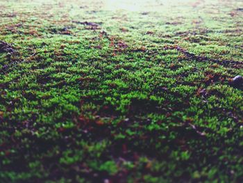 Close-up of moss growing on field