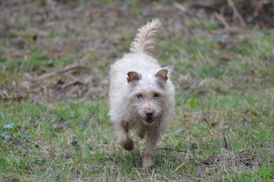 Portrait of dog standing on field