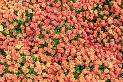 Full frame shot of yellow flowering plants