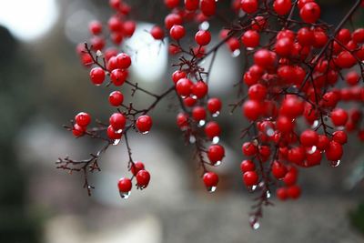 Close-up of red berries on tree