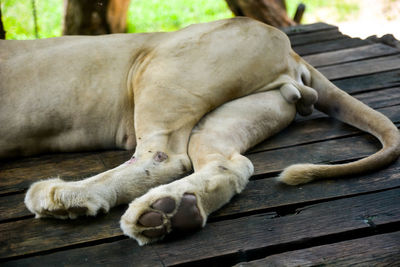 Close-up of horse sleeping on wood