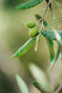 Close-up of fruit growing on plant