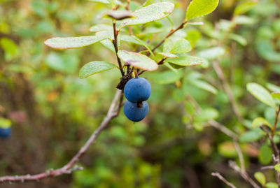 Close-up of fruit growing on tree