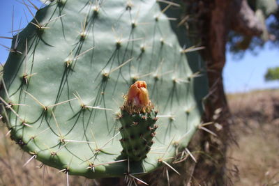 plant
