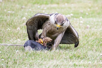 Animal grazing on grassy field