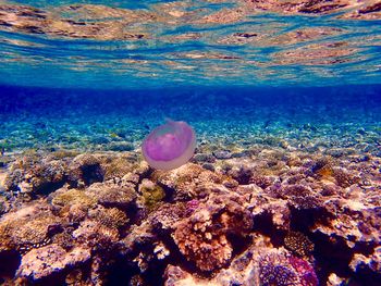 View of fish swimming underwater