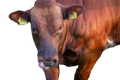 Close-up of cow