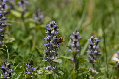 Close-up of purple flowering plant on field