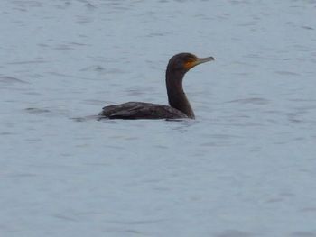 Birds in calm water