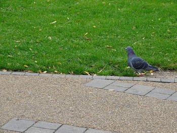High angle view of pigeon perching on field