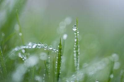Close-up of water drops on grass