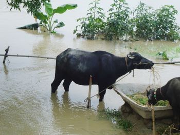 Horse standing in a lake