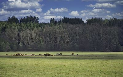 Flock of sheep grazing in field