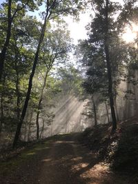 Road amidst trees in forest