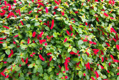 Full frame shot of red flowering plants