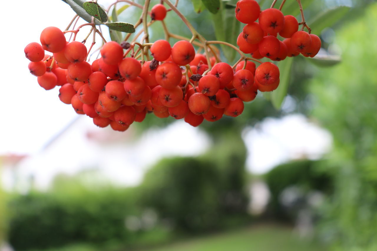 CLOSE-UP OF RED BERRIES ON TREE