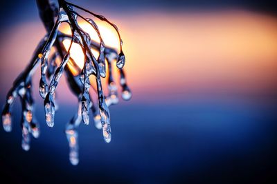Close-up of icicles hanging against orange sky