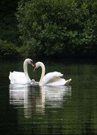 Affectionate family of swans swimming in calm green lake. mute swan cygnets, cygnus olor 