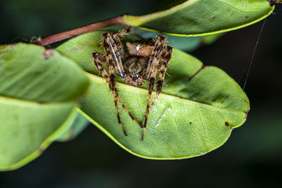 A macro-photo of a spider hiding  underneath a leaf