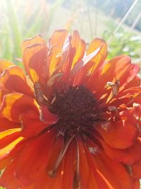 Close-up of orange flower blooming outdoors