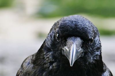 Close-up portrait of a bird