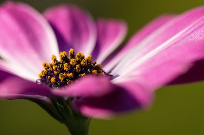 Close-up of pink flower