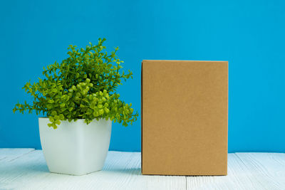 Close-up of white potted plant on table against blue wall