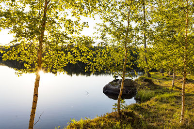 View of spring birch trees at lake