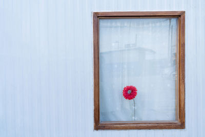 Close-up of red flower on glass window