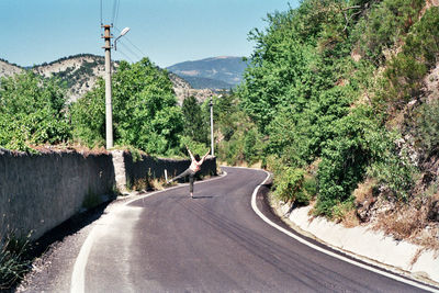 Rear view of a horse on road
