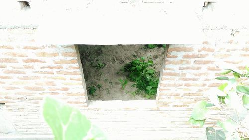 Ivy growing on wall