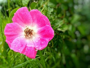 Close-up of pink flower blooming outdoors