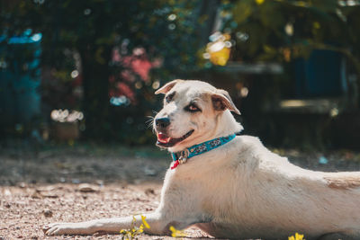 Dog looking away while sitting on land