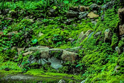 Close-up of moss growing on rocks