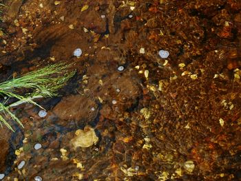 Full frame shot of leaves