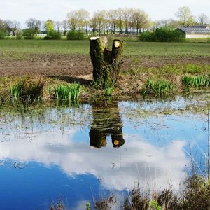 Reflection of trees on field against lake