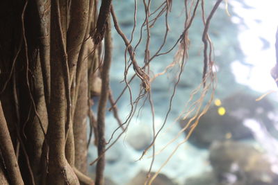 Close-up of dry leaves hanging on tree trunk