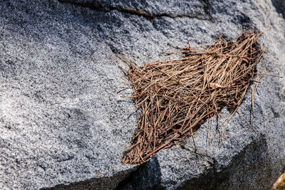 Close-up of dried plant on rock