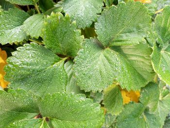 Full frame shot of green leaves