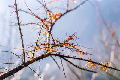 Bright little vibrant orange color berry fruits on black thorn bush branches in foggy warm light