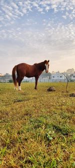 Perfect pose of horse 