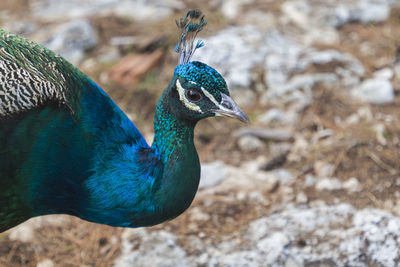 Close-up of peacock on field