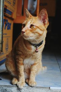 Close-up of a cat looking away