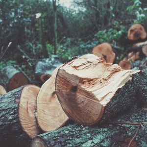 Close-up of tree trunk in forest