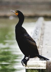 Close-up of a bird