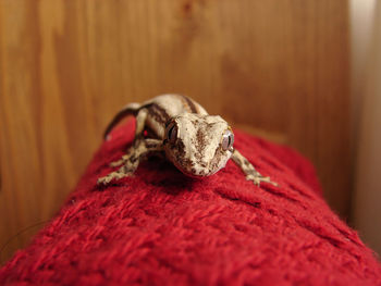 Lizard on red fabric